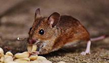 24 Hour & Emergency Exterminators in Hunt Valley, MD